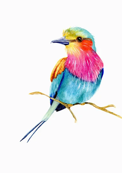 Lilac-breasted roller — Stock Photo, Image