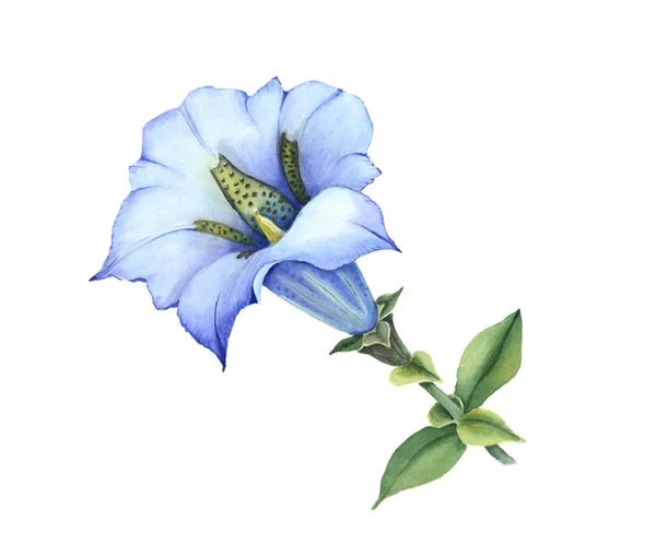 Blue gentiana acaulescent on white background — Stock Photo, Image