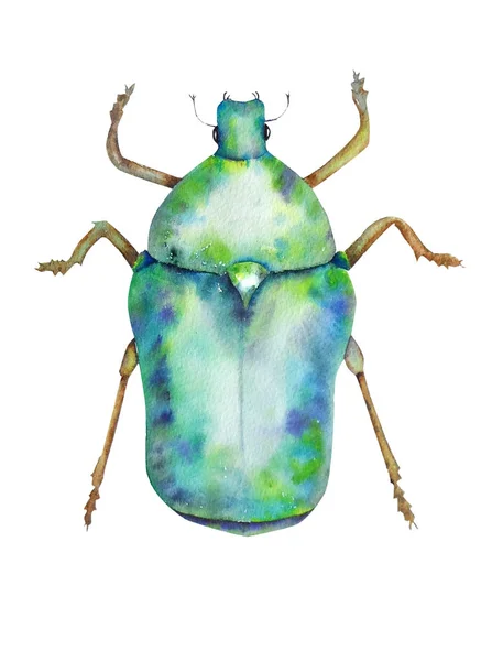 Green chafer on white background, sketch watercolor — Stock Photo, Image