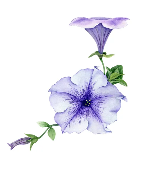 Tender petunia with bud and leaves — Stock Photo, Image
