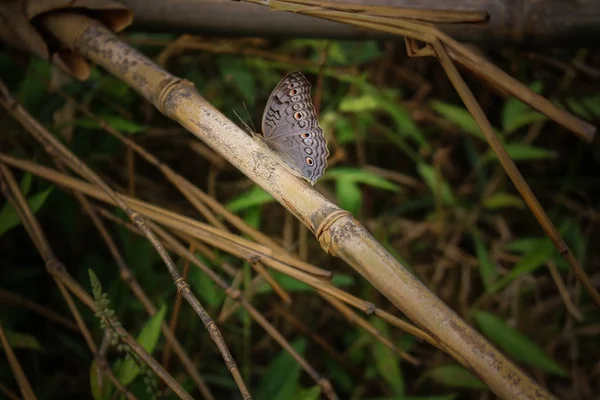 Коричневая Бабочка Сидит Бамбуке — стоковое фото