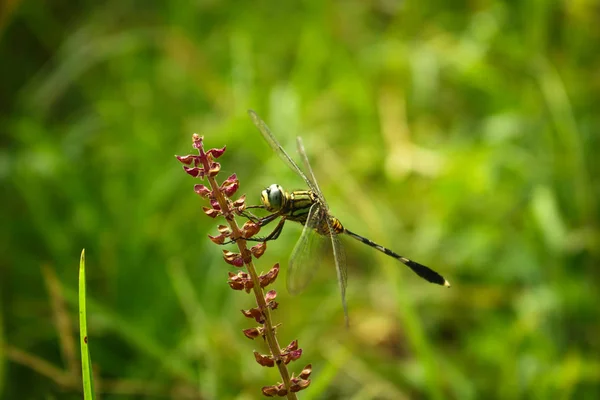 Exército Libélula Sentado Flor — Fotografia de Stock