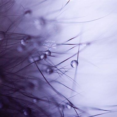 Damla bir kürk üzerinde bir sürü