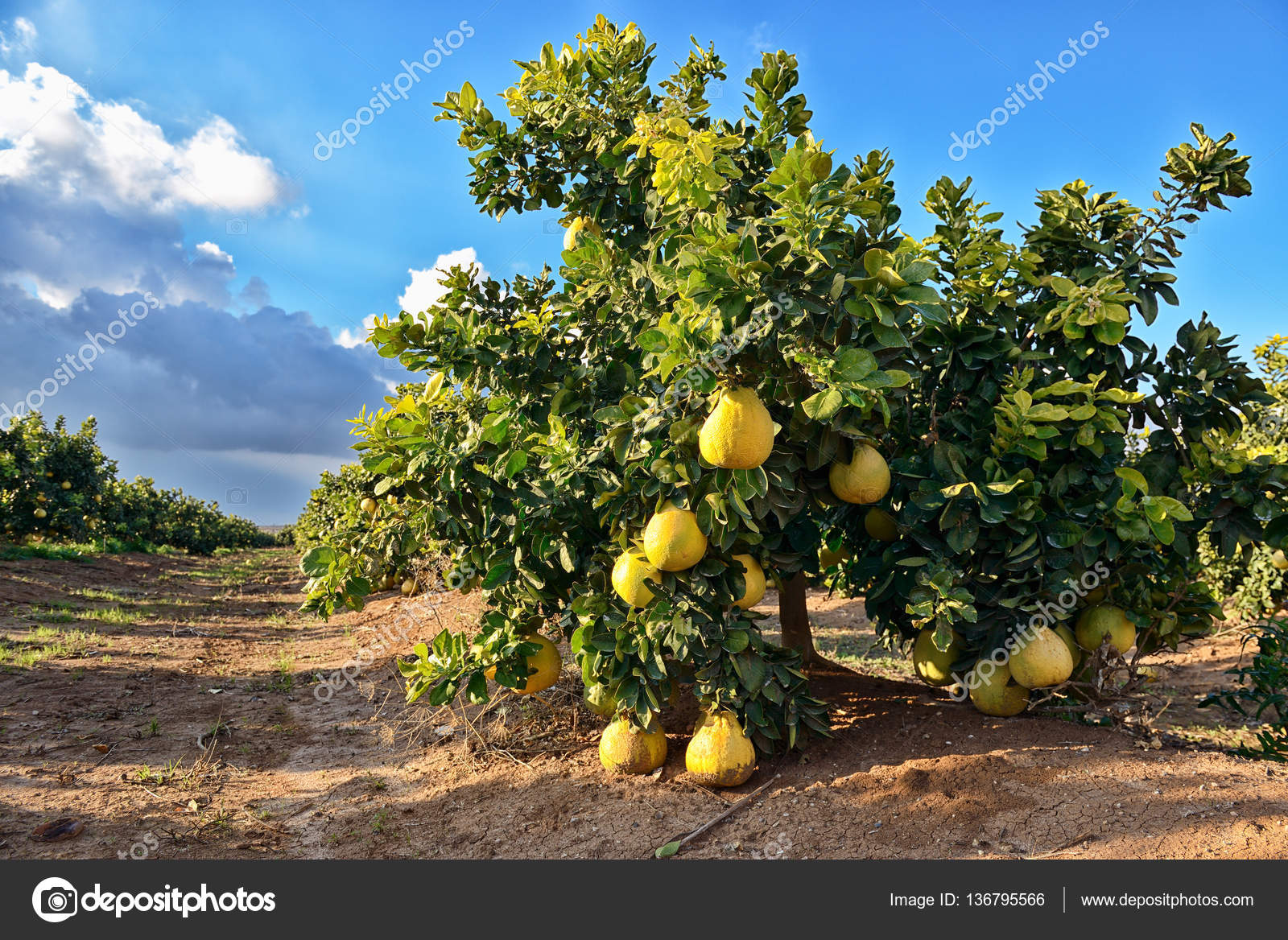 Pomelo fruit on the tree — Stock Photo © yuriy61 #136795566