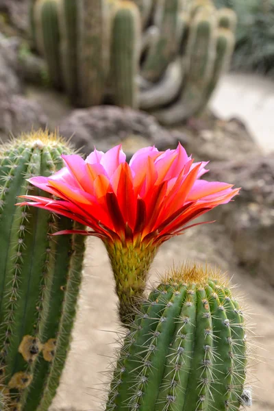 Cactus desert plant with blossoming red flower