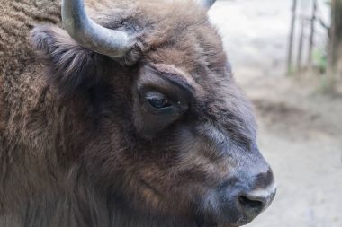 Kırmızı Avrupa bizonu portre