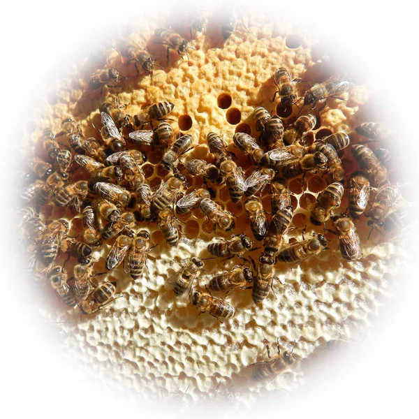 Abeja en panal con miel, con marco de viñeta blanca — Foto de Stock