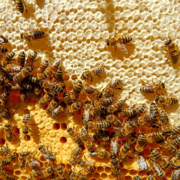 Pszczoła na plastrze miodu z miodem — Zdjęcie stockowe