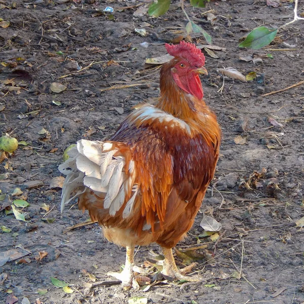 Rooster bright in the countryside, rooster bright in the countryside — Stock Photo, Image
