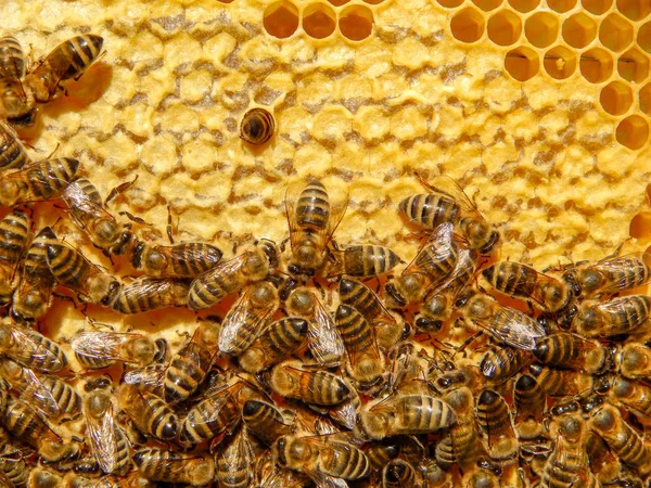 Abeja en panales con néctar de rodajas de miel en celdas . — Foto de Stock