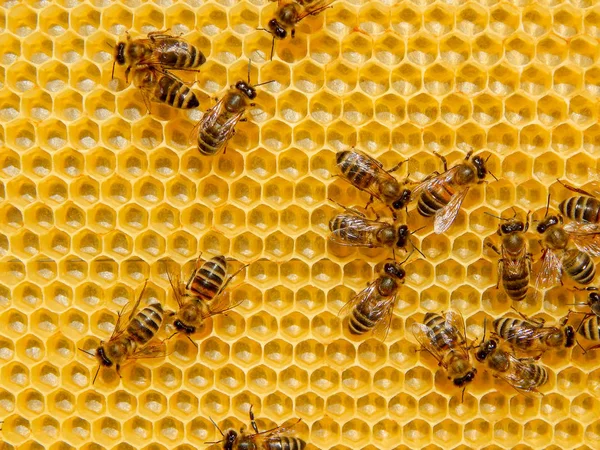 Abeja en panales con néctar de rodajas de miel en celdas . —  Fotos de Stock