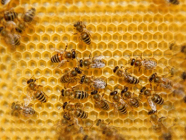 Abeja en panales con néctar de rodajas de miel en celdas . — Foto de Stock