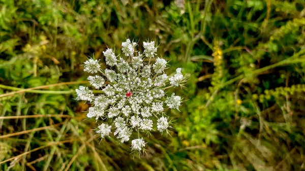 Kuh Petersilie Blüte anthriscus sylvestris mit einer Hummel bestäuben — Stockfoto