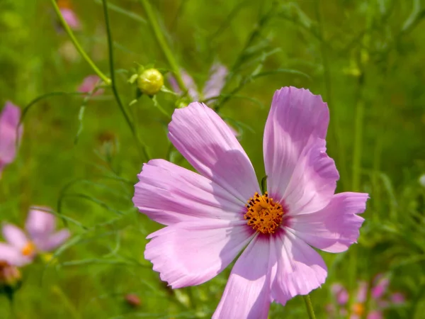 Äng täckt av kosmos, en vildblomma som täcker det sydafrikanska landskapet på sommaren — Stockfoto