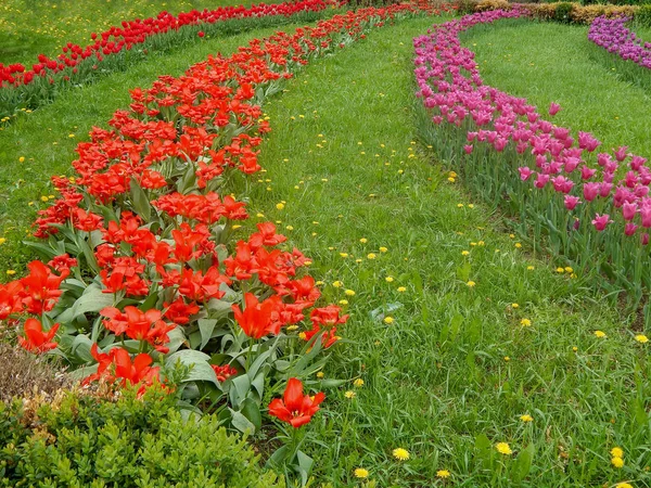 Tulipán holandés Sprenger tulipanes que florecen en verano soleado — Foto de Stock