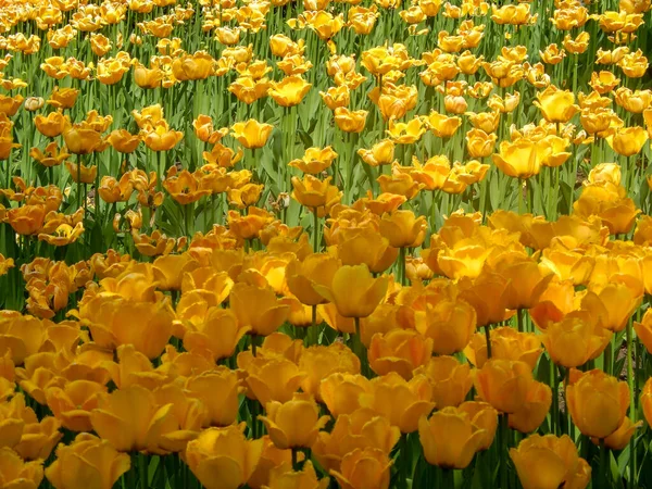 Tulipán holandés Sprenger tulipanes que florecen en verano soleado — Foto de Stock