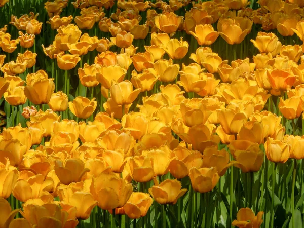Tulipán holandés Sprenger tulipanes que florecen en verano soleado — Foto de Stock