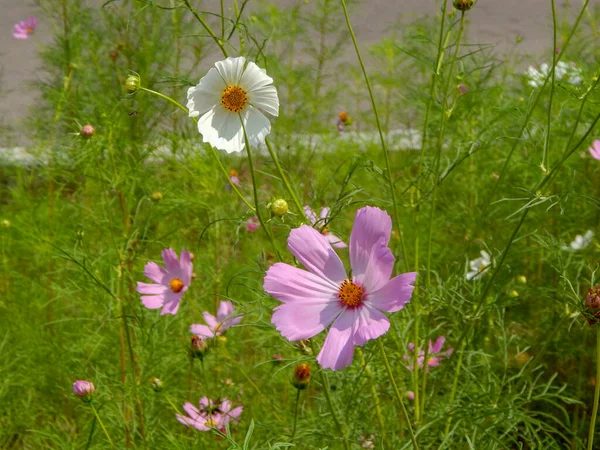 Meadow covered in cosmos, a wildflower that covers the south african landscape in summer — Stock Photo, Image