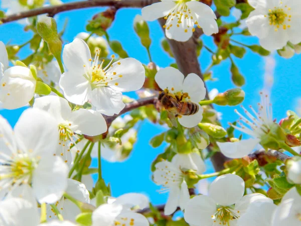 Cerisier blanc fleuri, fond légèrement flou, gros plan — Photo