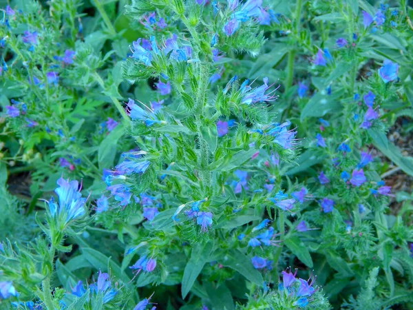 Büyük Mavi Lobelia Lobelia sifilika yatay fotoğrafının çiçekleri