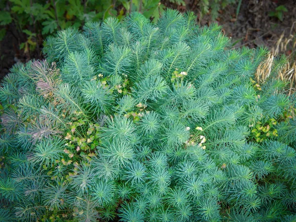 Milkweed ciprusi lat.Euph rbia cyparissias. Közelkép. Természetes zöld füves háttér. — Stock Fotó