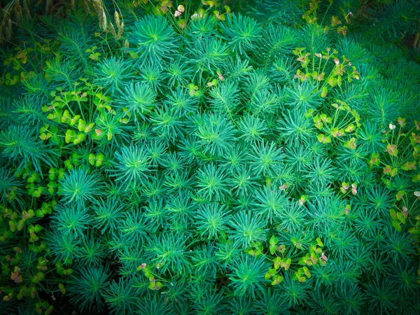 Milchkraut-Zypresse lat.euph rbia cyparissias. Nahaufnahme. natürliche grüne Gras Hintergrund. — Stockfoto