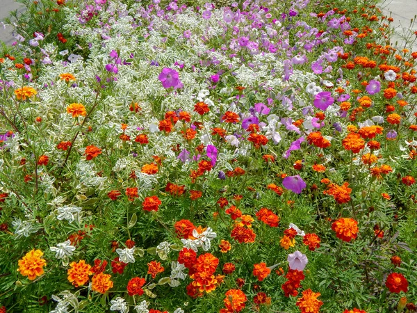 Florecientes macizos de flores de colores en el parque de la ciudad de verano. Hermoso concepto de jardinería de paisaje natural . — Foto de Stock