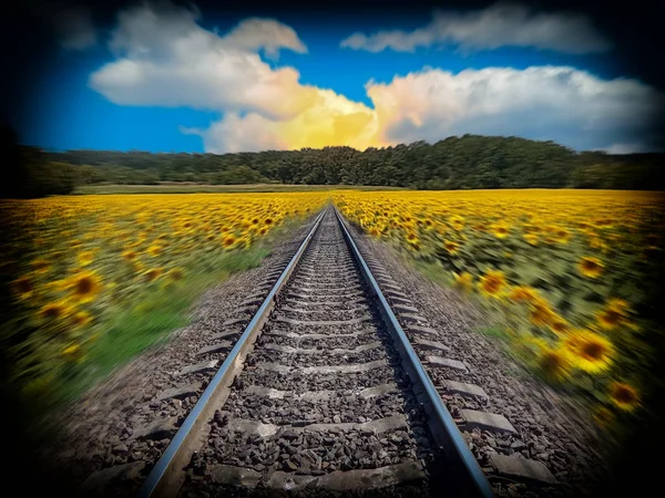 Línea de ferrocarril que se extiende en la distancia con girasoles a lo largo de ella — Foto de Stock