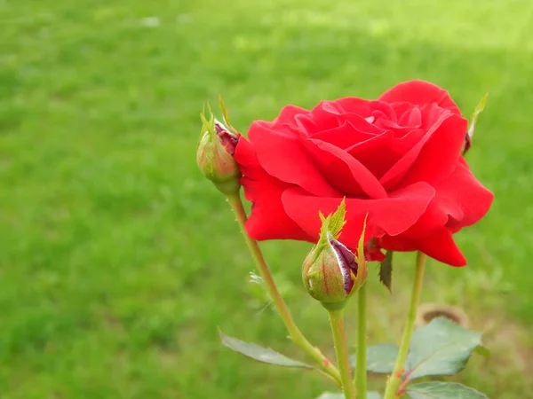 Roses de thé entièrement éclatées rouges veloutées fleurissant à la fin du printemps , — Photo