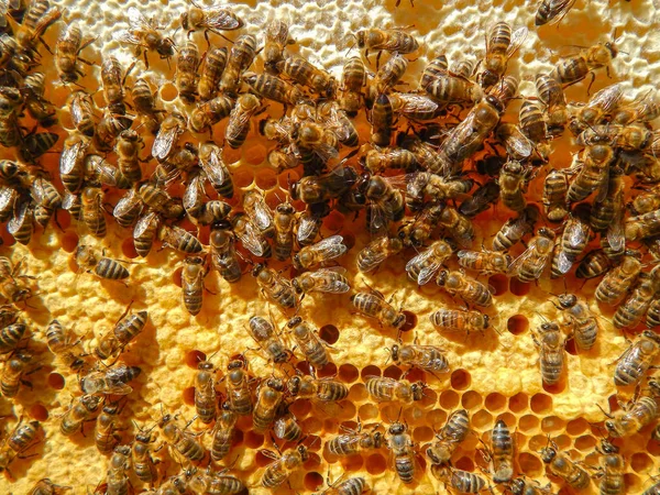 Abeja en panales con néctar de rodajas de miel en celdas . — Foto de Stock