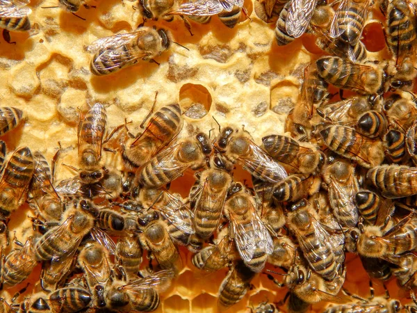 Abeja en panales con néctar de rodajas de miel en celdas . — Foto de Stock