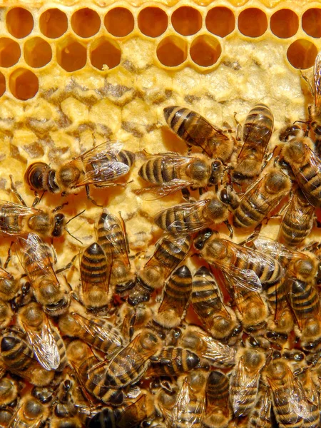 Пчела на сотах с медом ломтиками нектара в клетках . — стоковое фото