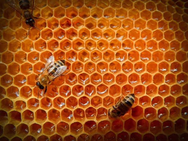 Bee on honeycombs with honey slices nectar into cells. — Stock Photo, Image