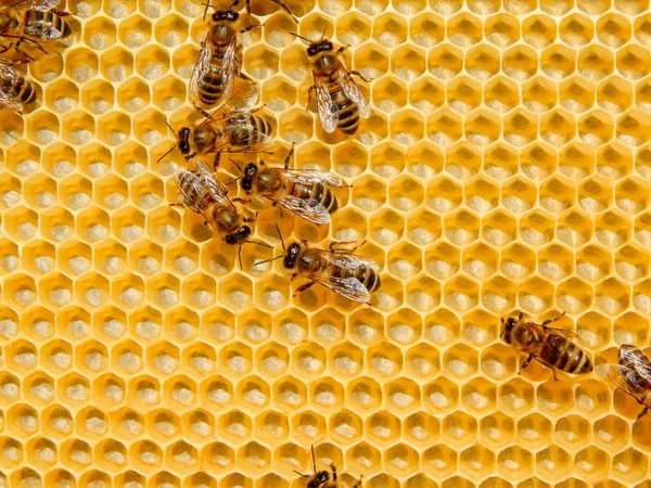 Bee on honeycombs with honey slices nectar into cells. — Stock Photo, Image