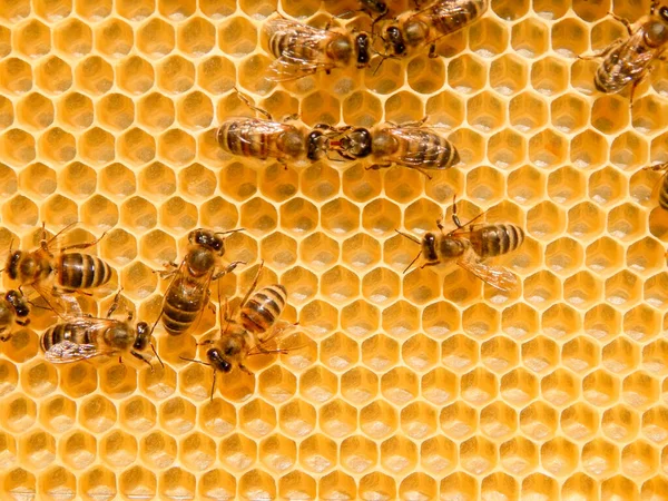 Včela na medových plástech s medem řezy nektar do buněk. — Stock fotografie