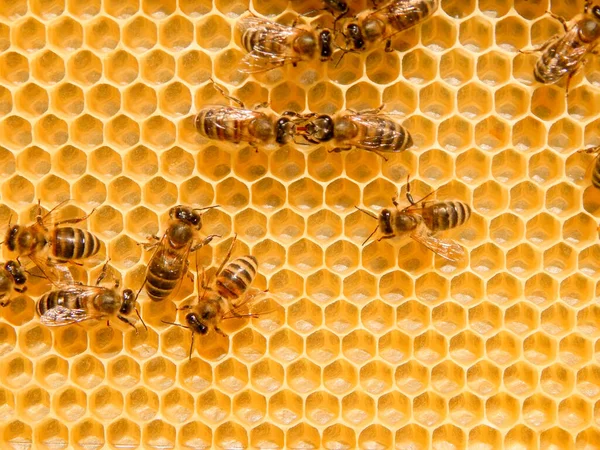 Bee on honeycombs with honey slices nectar into cells. — Stock Photo, Image