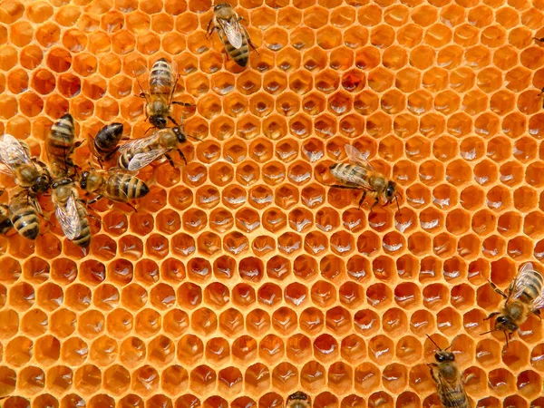 Bee on honeycombs with honey slices nectar into cells. — Stock Photo, Image