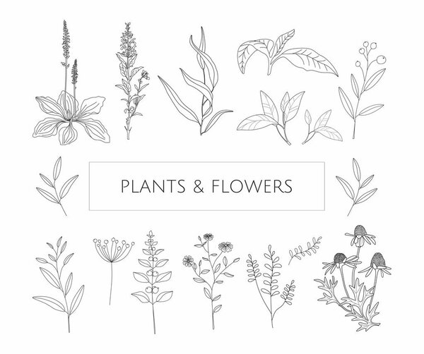 Vector flowers and herbs