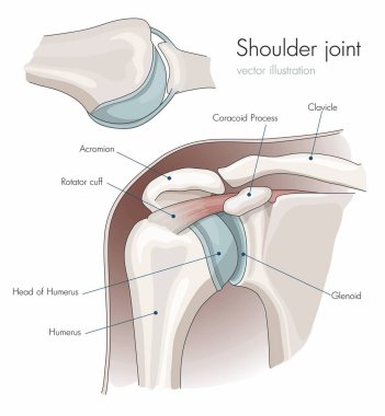 Anatomy of the shoulder joint, labeled. clipart