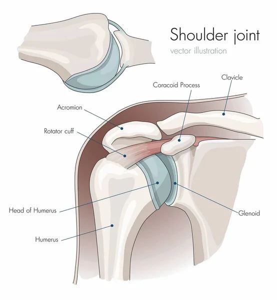 Anatomía de la articulación del hombro, etiquetada . — Vector de stock