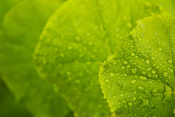 Yeşil salatalık yaprakları