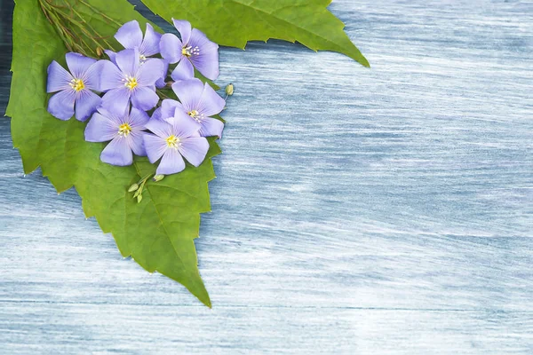 Mavi çiçekli ahşap arka plan