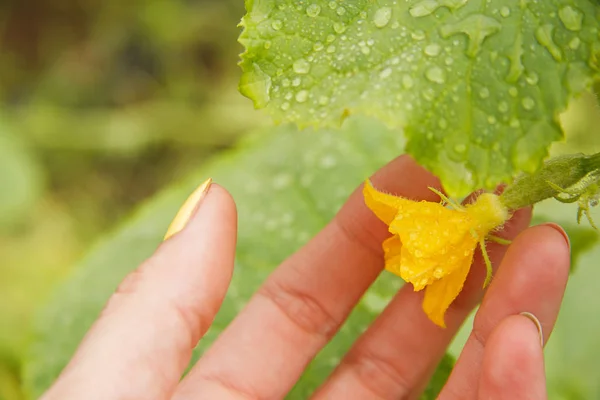 küçük salatalık çiçeği ile