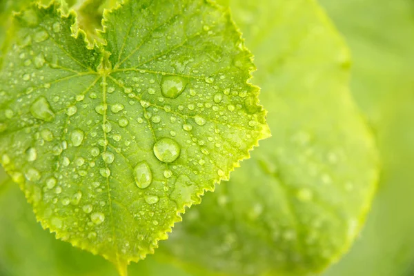 Yeşil salatalık yaprakları