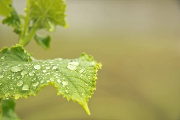 Yeşil salatalık yaprak