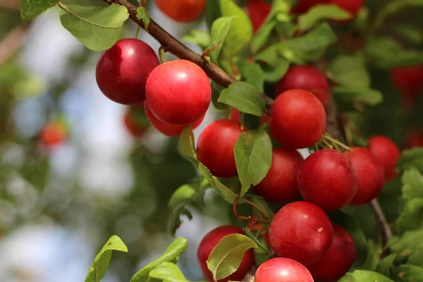 Delicious cherry-plums hanging from a tree branch in orchard on natural light,soft focus . It is a species of plum .