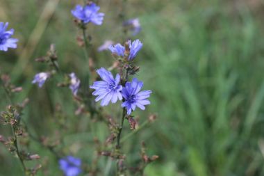 Closeup mavi kır çiçeği üzerinde yeşil bir arka plan Cichorium intybus 