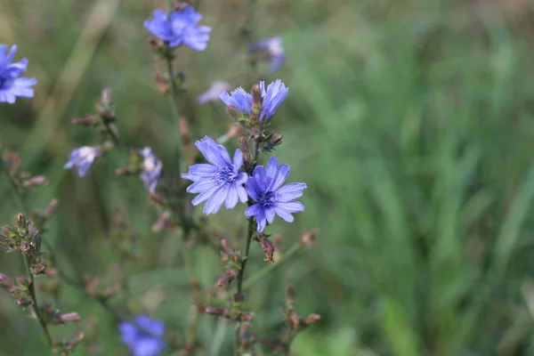 Closeup blue wild flower on a green background Cichorium intybus — Stock Photo, Image