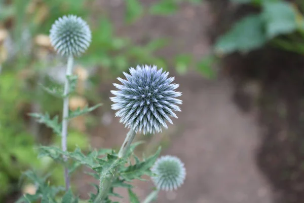 Cabeza de una flor de campo azul - Echinops - creciendo en un día soleado —  Fotos de Stock