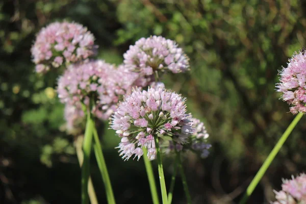 Närbild av makro av Siberian vitlök Gräslök växer en solig dag i ekologisk trädgård, suddig bakgrund. Allium nutans — Stockfoto